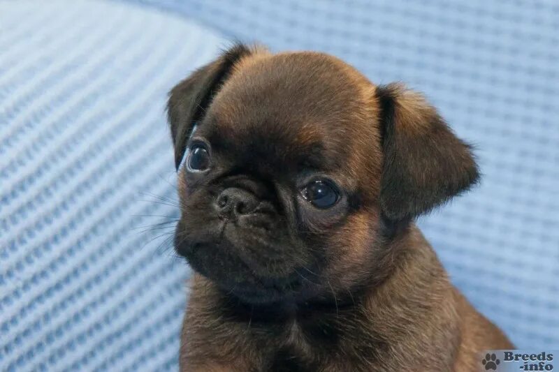 Порода гриффон пти брабансон. Пти брабансон брабантский гриффон. Бельгийский гриффон птибрабонсон. Порода собак пти брабансон. Брюссельский пти брабансон.