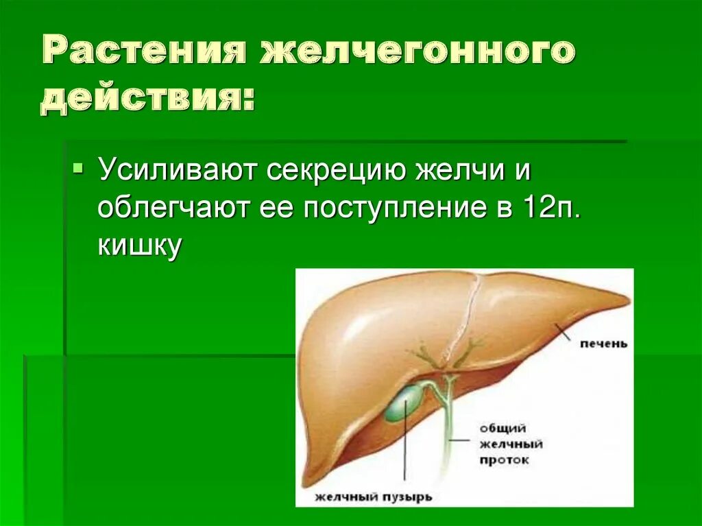 Желчегонное действие. Поступление желчи в желчный пузырь. Желчегонные растения. Растения обладающие желчегонным действием.