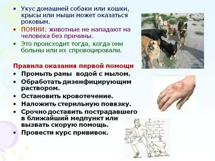 Укус кота чем лечить