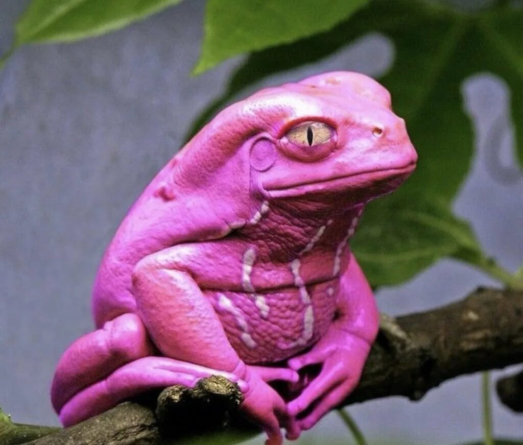 Фиолетовая лягушка. Лягушка квакша розовая. Розовая древолаз квакша. Шпорцевая квакша. Квакша Арлекин.