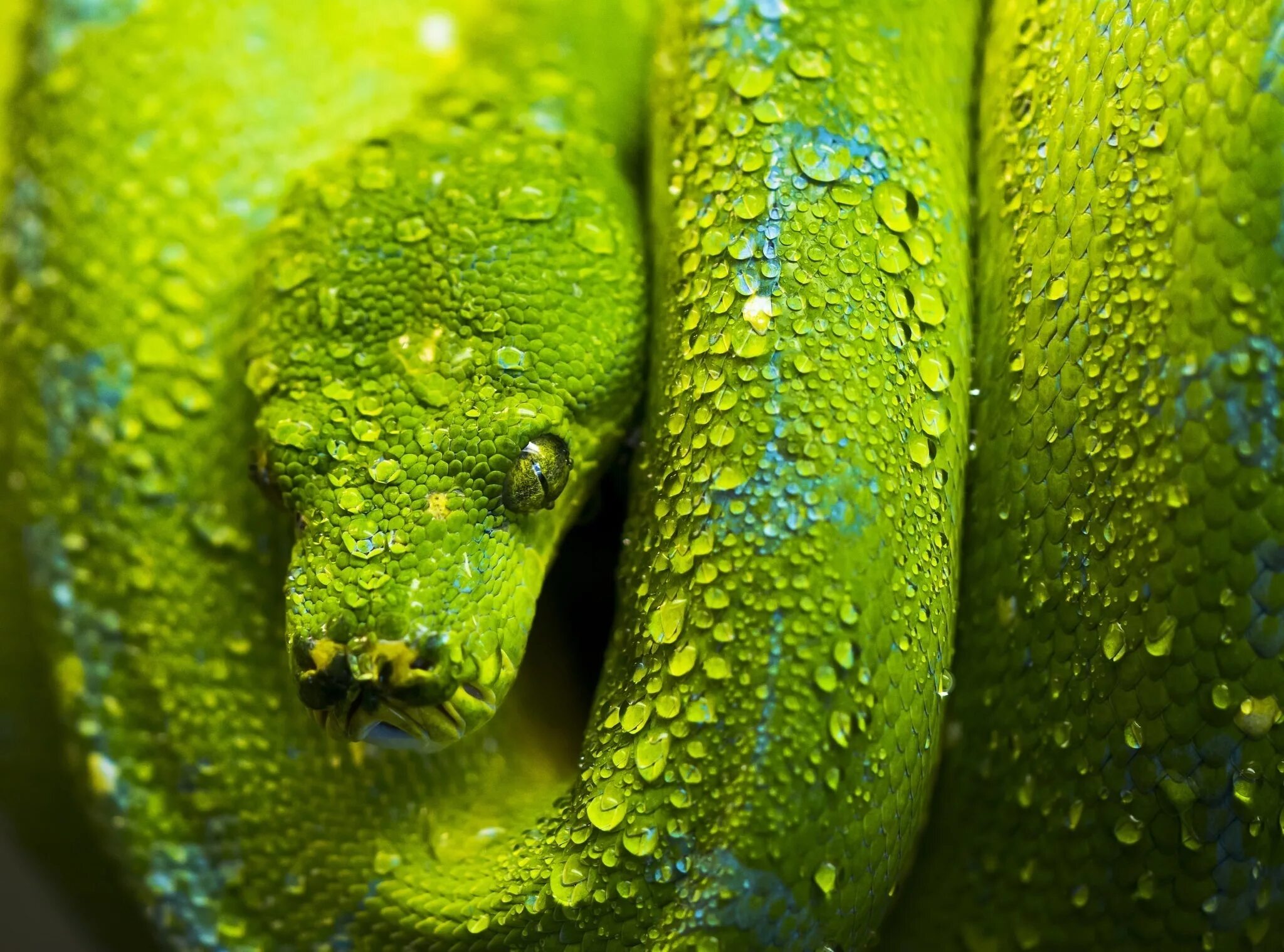 Python фоновый