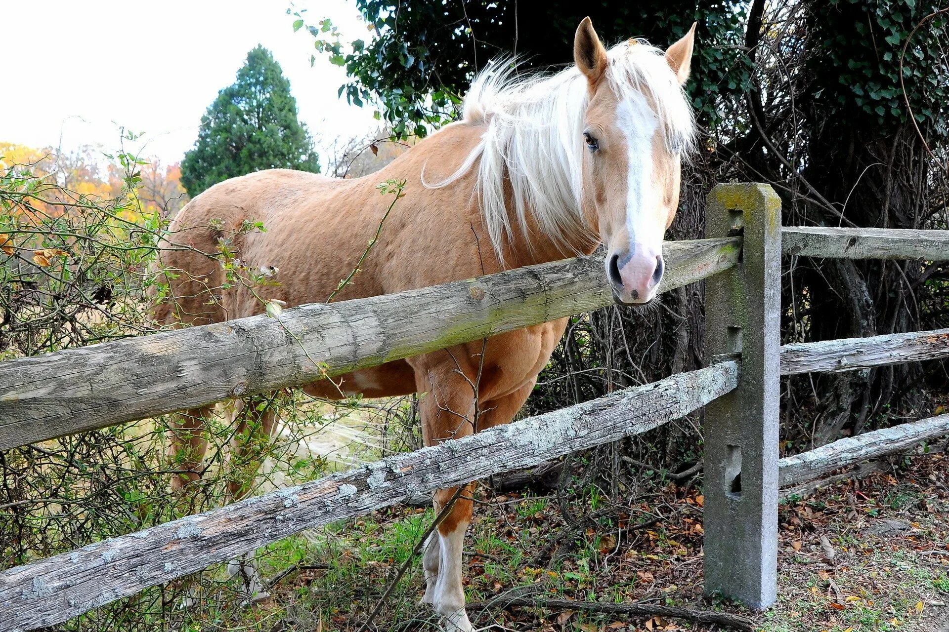 Забор для левады. Забор загон для лошадей. Лошадь забор. Flex-fence. Загон для лошадей.