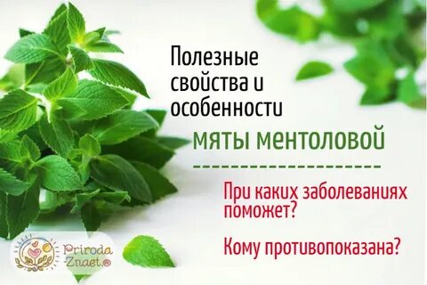 Противопоказания мяты для женщин