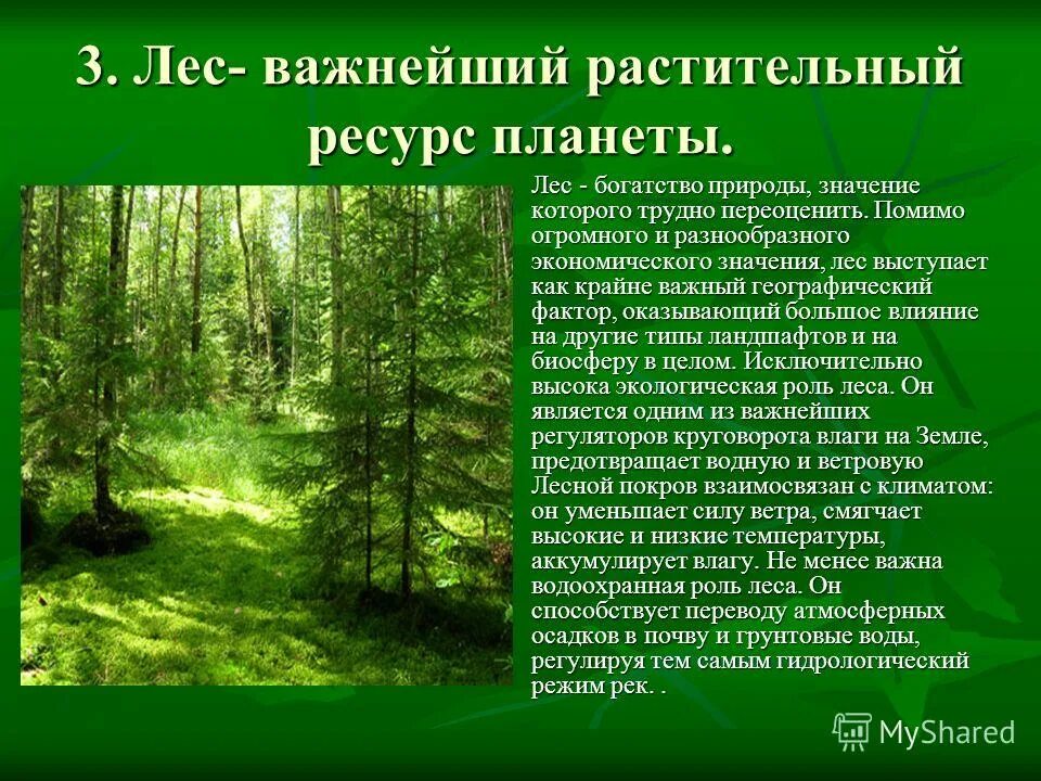 Какие методы используются в природе. Сообщение о лесе. Доклад про лес. Сообщение про леса. Реферат на тему лес.