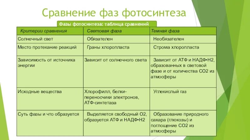 Световая и темновая таблица. Сравнение световой и Темновой фазы фотосинтеза таблица. Фотосинтез световая фаза и темновая фаза таблица. Параметры световая фаза темновая фаза таблица. Таблица по биологии 10 класс фазы фотосинтеза.