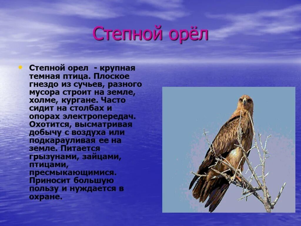 Орел птица сообщение. Рассказ о Степном Орле. Степной орёл доклад 4 класс. Степной Орел 4 класс. Степной Орел сообщение 4 класс кратко.