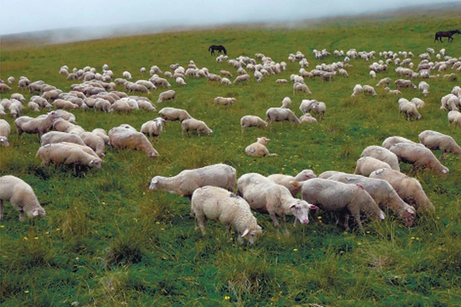 сельское хозяйство в северной осетии алтае. сельское хозяйство северного кавказа. сельское хозяйство северной осетии. село куруш дагестан овцы. северо кавказский хозяйство.