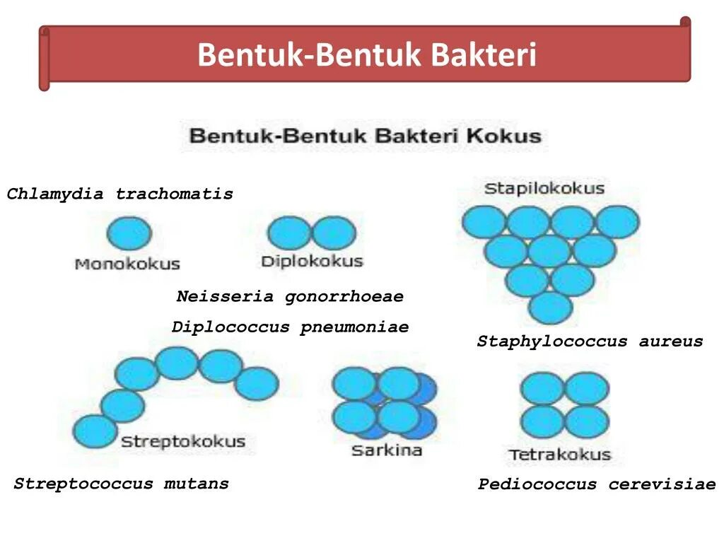 Chlamydia trachomatis neisseria gonorrhoeae. Педиококкус. Педиококки cerevisiae. Pediococcus acidilactici. Род Pediococcus.