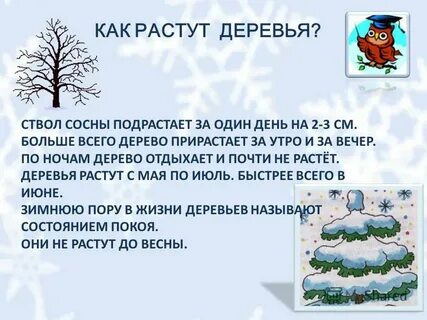 Изменения в жизни растений зимой