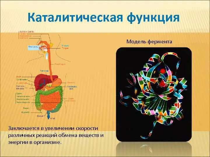 Белки каталитическая функция. Каталитическая ферментативная функция белка. Функции белков каталитическая функция. Каталитическая (ферментативная) функция.