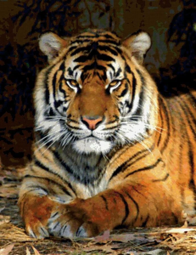Arignar anna zoological park. Тигровая 1. Тигровая 1. Лошадь+ тигр. Тигр аватарка.