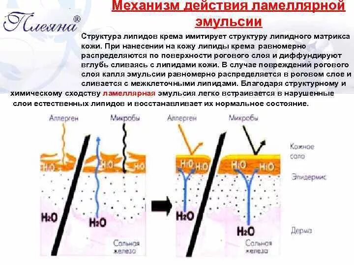 Эмульсия чем разница. Строение ламеллярной эмульсии. Структура ламеллярной эмульсии. Ламеллярная эмульсия схема. Ламеллярная структура кожи.