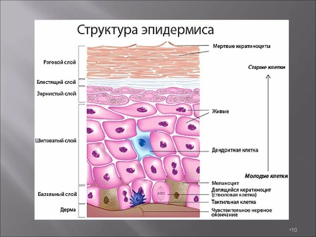 Какие структуры в дерме человека. Строение кожи роговой слой эпидермис дерма. Кератиноциты эпидермиса строение. Функции рогового слоя эпидермиса. Базальный слой кожи человека.