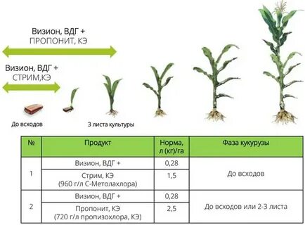 Кукуруза удобрения какие