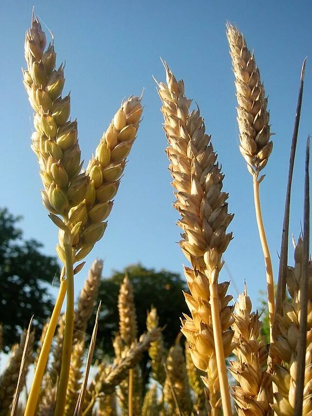 Пшеница (triticum aestivum. Пшеница фон. Пшеница геншин. Сорт озимой пшеницы безостая 100. Озимая пшеница безостая 1.