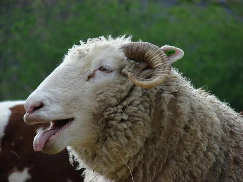 Ди бе бе. Овечка улыбается. Овца блеет. Овца с высунутым языком. Овечка бееее.