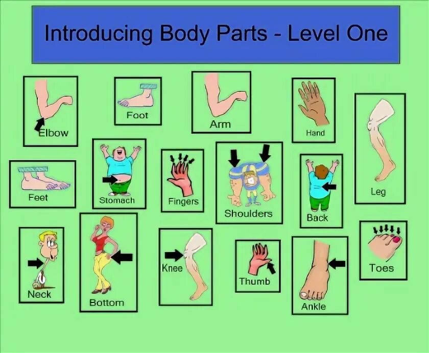 Introduction body. Body Parts предложение. Parts of the body поурочные разработки. Ingilizce рука birlesmeleri. Girl body Parts.