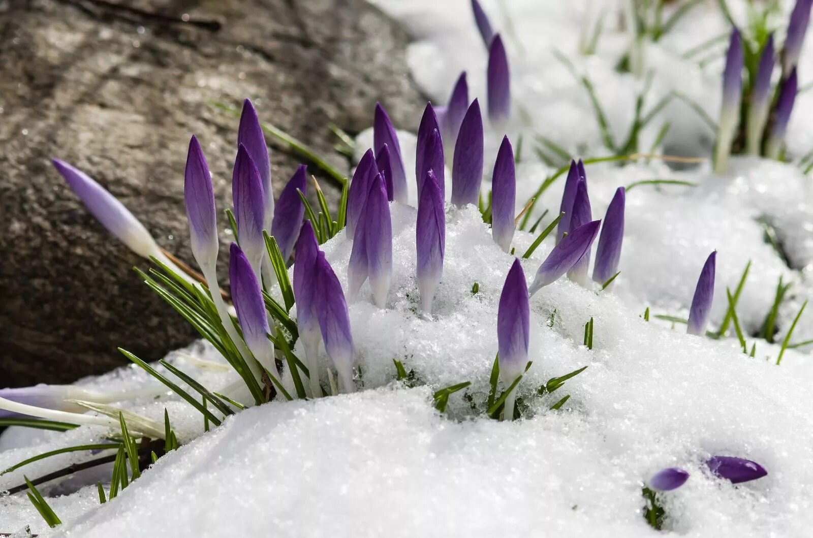 Цветы ранней весны. Крокусы в снегу. Фиолетовые цветы ранней весной. Крокусы из снега. Самые первые цветы после зимы