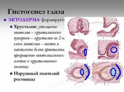 Трансформация эпителия