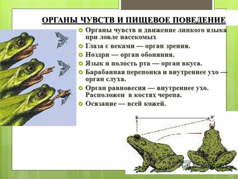 барабанная перепонка лягушки. органы чувств лягушки. строение глаза амфибий. органы чувств лягушки. органы чувств у земноводных биология 7.