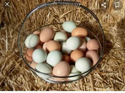Яйцо курицы племенное