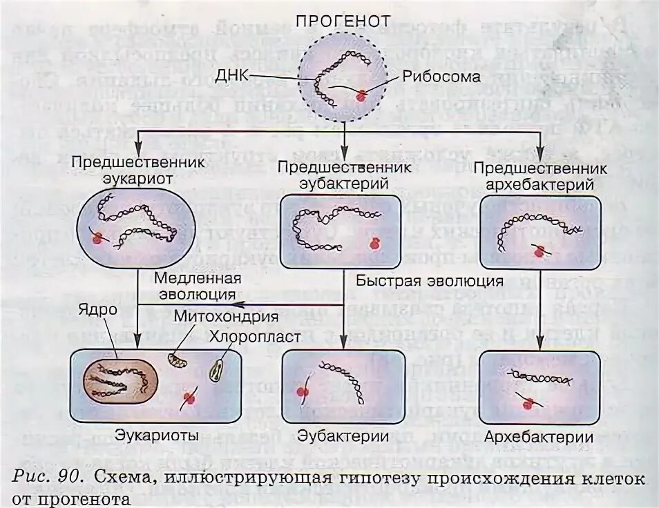 Схема происхождения эукариотической клетки. Гипотеза происхождения клеток эукариот. Гипотезы происхождения эукариотической клетки. Схема симбиотического образования эукариотической клетки. Появление эукариотических организмов