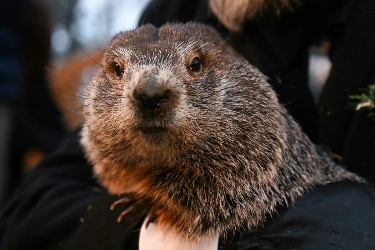 Punxsutawney Phil. Панксатонский Фил сурок. Сурок Фил 2023. Сурок Фил 2022. Знаменитый фил из панксатони 5 букв