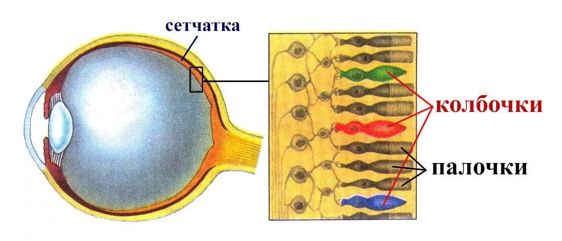 Где колбочки и палочки в глазе