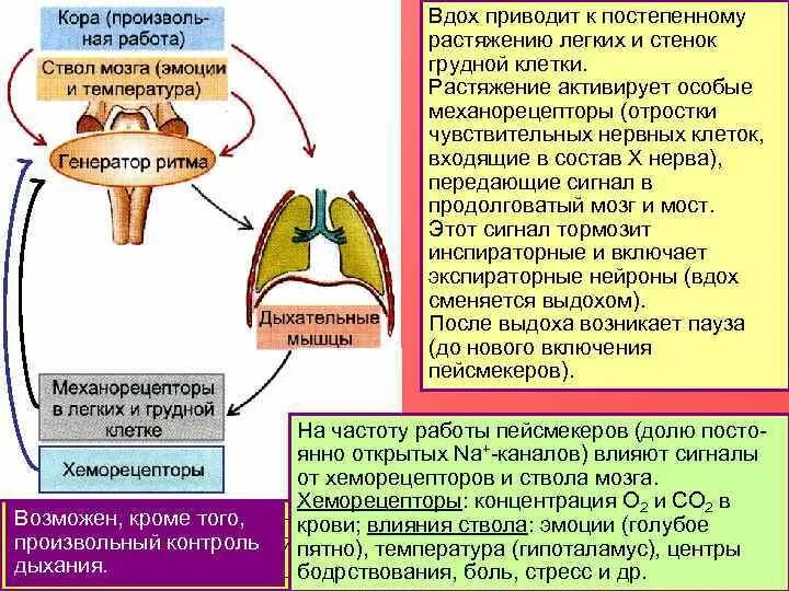 Генератор ритма физиология. Активация хеморецепторов дыхательного центра. Нейроны пейсмекеры. Физиология ЦНС МГУ. Инспираторное вдох