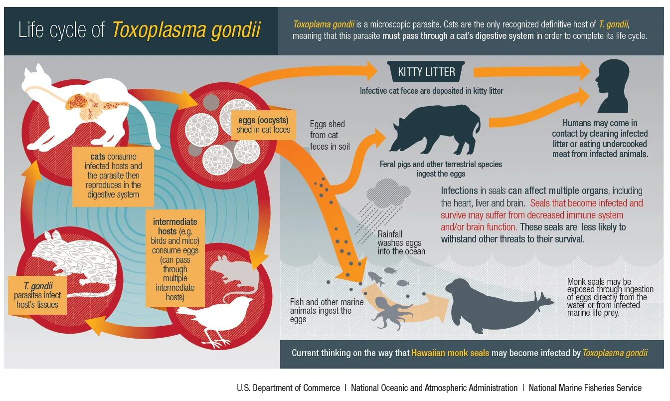 Жизненный цикл токсоплазмы. Toxoplasma gondii Life Cycle. Цикл развития Toxoplasma gondii. Toxoplasma gondii Cat. Reduce only