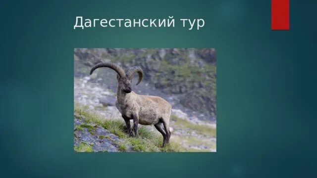 Pin by Лотта Уилтшир on t кубанский тур Муни и Сан Animals, Ibex, Kangaroo