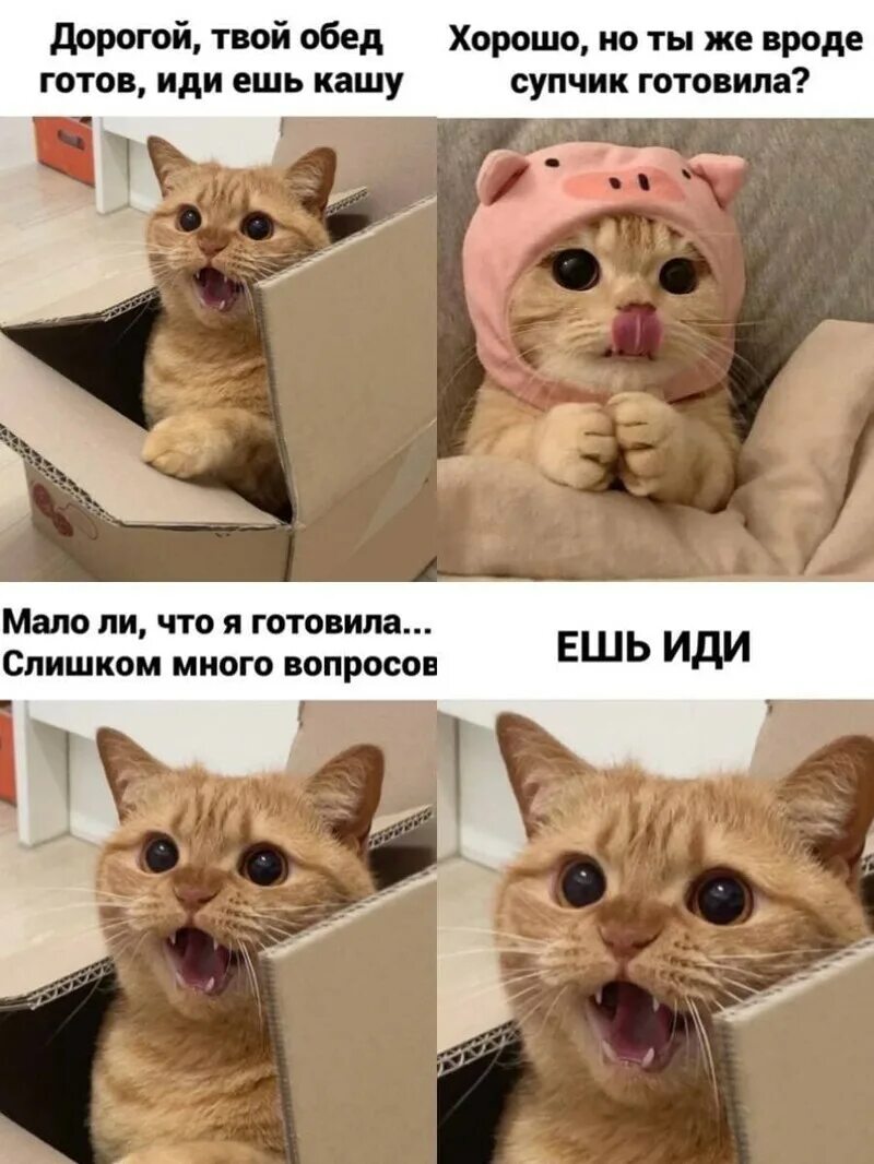 Мемы про котят. Мемы с котами. Кот Мем. Кот из мемы. Кiт мемы.