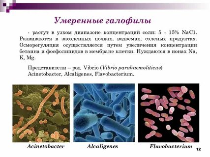 Галобактерии