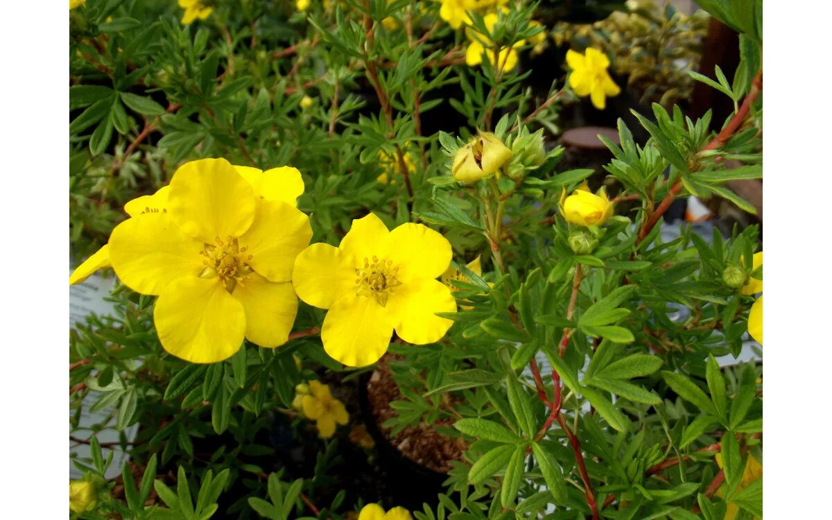 Лапчатка кустарниковая ( Potentilla fruticosa) 20-30 см купить в Новосибирске