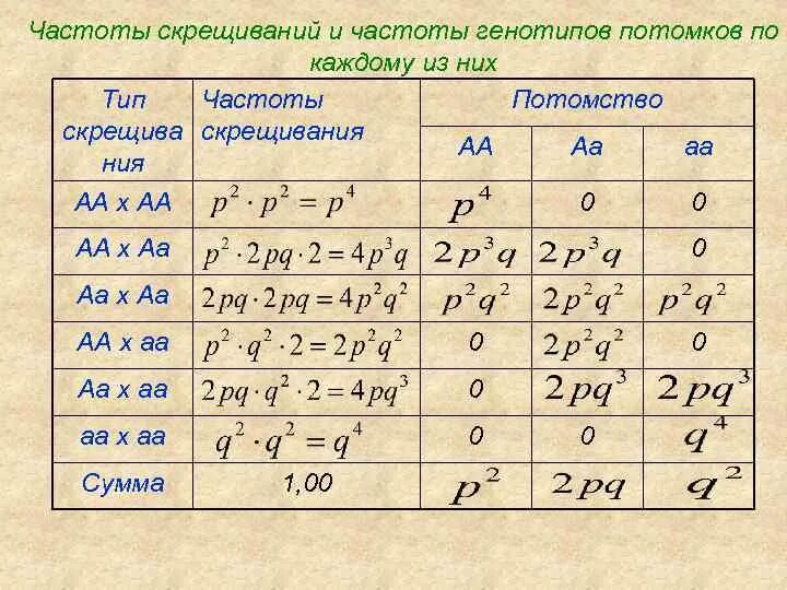 Соотношение генотипов. АА AA скрещивание. Скрещивание АА И АА генотипов. Количество возможных генотипов при следующем скрещивании АА Х АА.