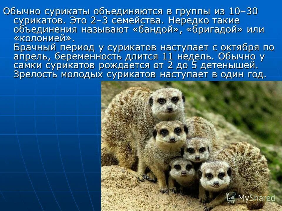 Сурикат и мангуст разница. Сурикаты презентация. Бородавочник и сурикат. Доклад про суриката. Сурикат описание животного.