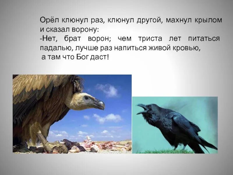 Ворон и орел из капитанской. Притча об орле и вороне. орел и ворон притча. стихотворение орел и ворон. притча про орла и ворона.