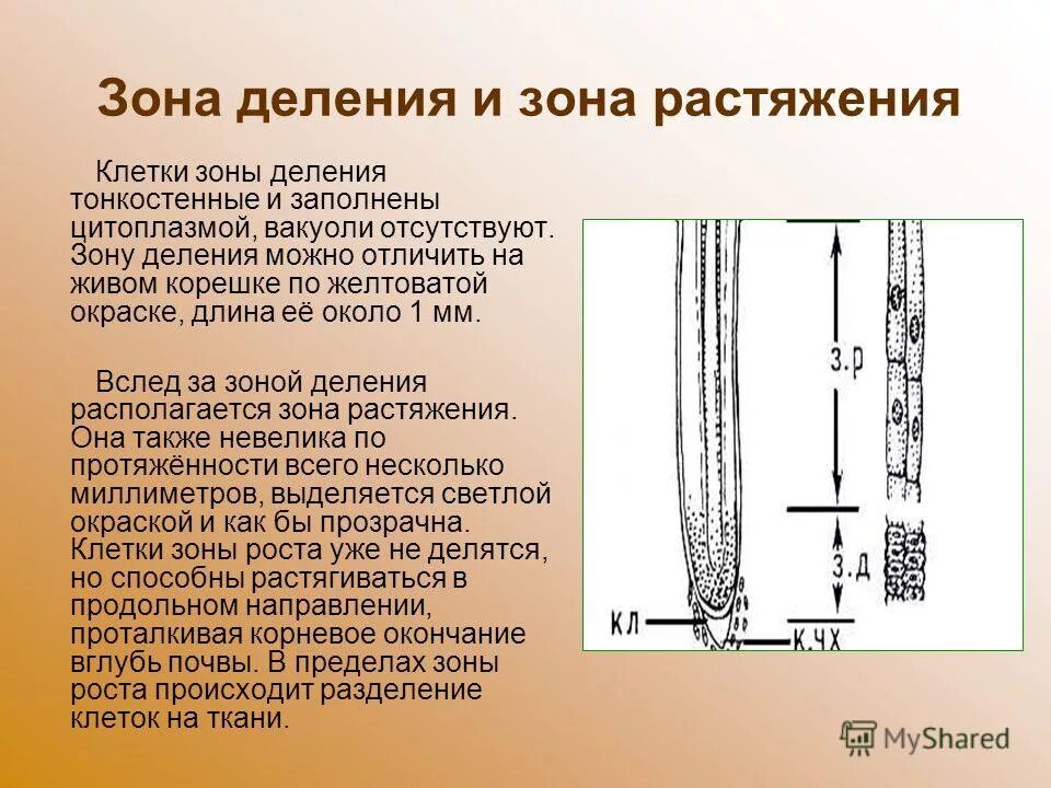 Каково значение зоны растяжения. Каково значение зоны растяжения
