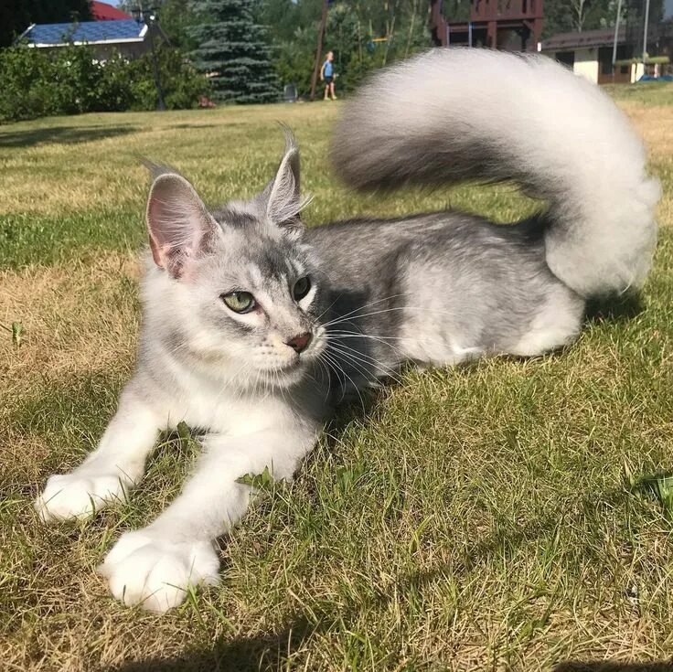 Кошка похожа на мышь. Котобелка порода. кот похожий на белку. кот с беличьим хвостом. порода кошек похожая на белку.