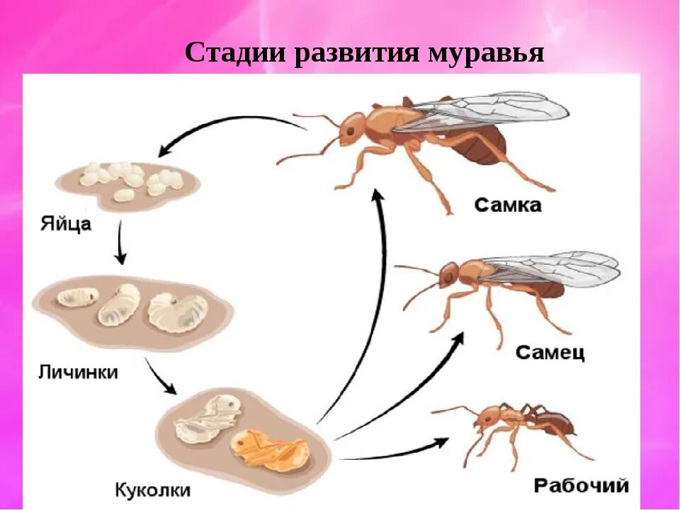 Какое развитие у муравья. Жизненный цикл муравьев. Стадия развития муравья яйцо личинка. Жизненный цикл муравья. Стадии развития личинки муравья.