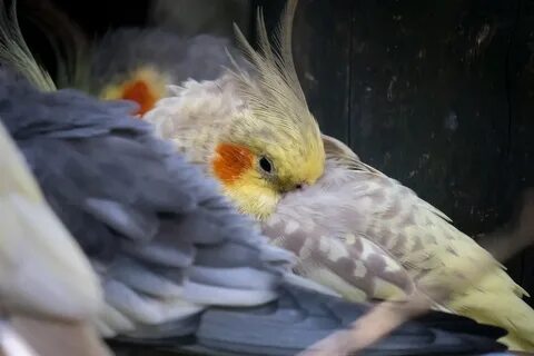 Чем питаются кореллы