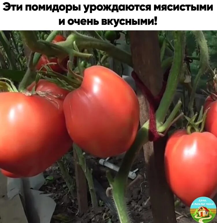 Томат тяжеловес сибири