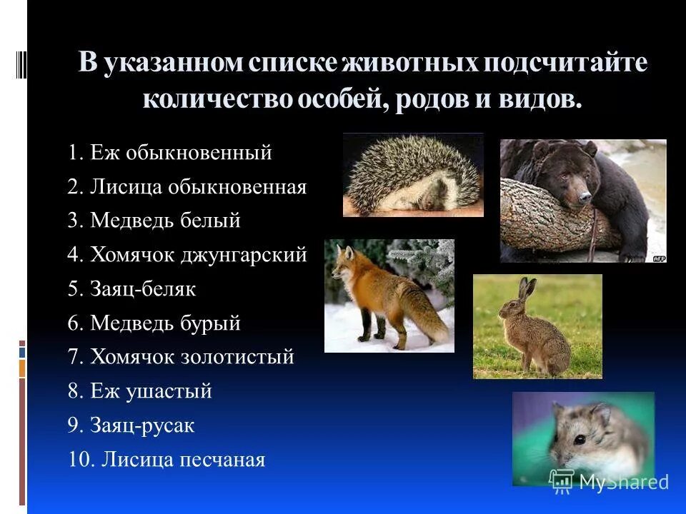 габариты лисы. ближайший родственник лисы. морфологический критерий лисицы обыкновенной. количество видов и родов животных лисица обыкновенная. лисица обыкновенная сколько видов и родов.