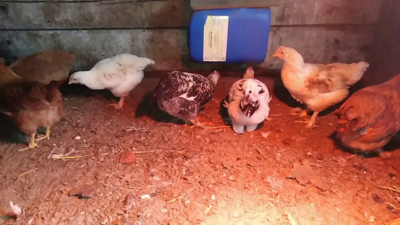 Цыплята 2 месяца. 2 Месячные цыплята. Цыплята 2 месяца фото. Цыплята 2х месячные домашние. Куры 2 месяца