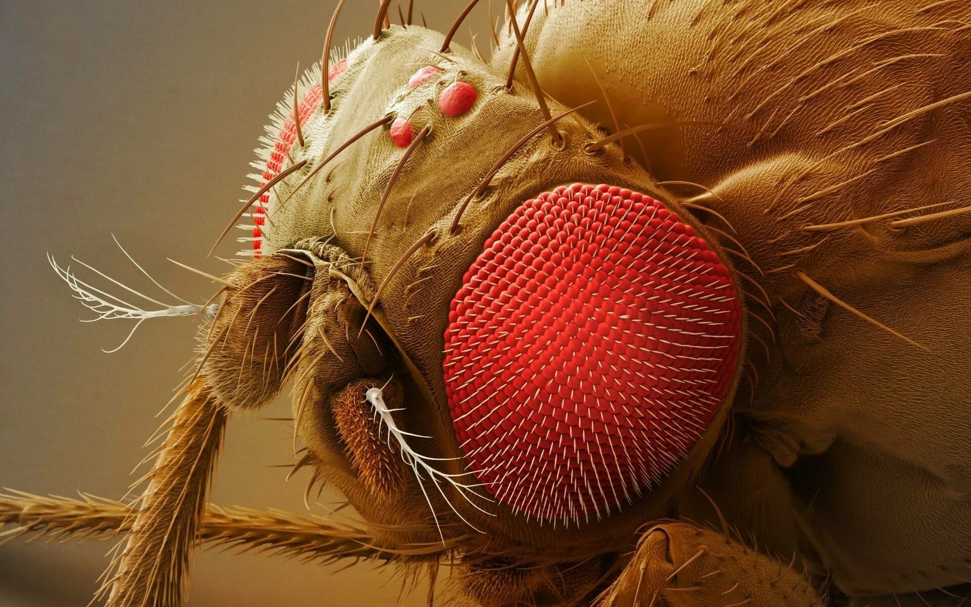 Мошка под микроскопом фото. Мошка гнус под микроскопом. Хоботок комара под микроскопом. Муха дрозофила под микроскопом. Муха дрозофила голова.