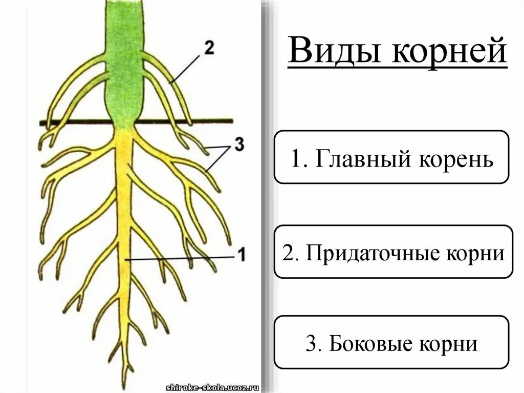 1 побег это часть корня. Строение придаточного корня.