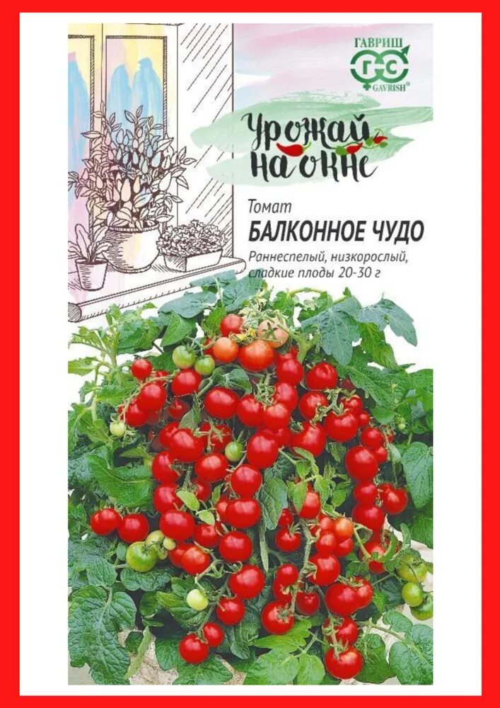 Балконные помидоры купить семена. Томат черри балконное чудо. Помидоры принц Баяя. Семена томатов принц Баяя. Томаты черри балконные семена.