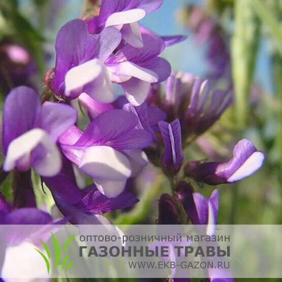 Бобовое растение вика фото Семена Вика яровая, 10кг купить по низкой цене на Яндекс.Маркете