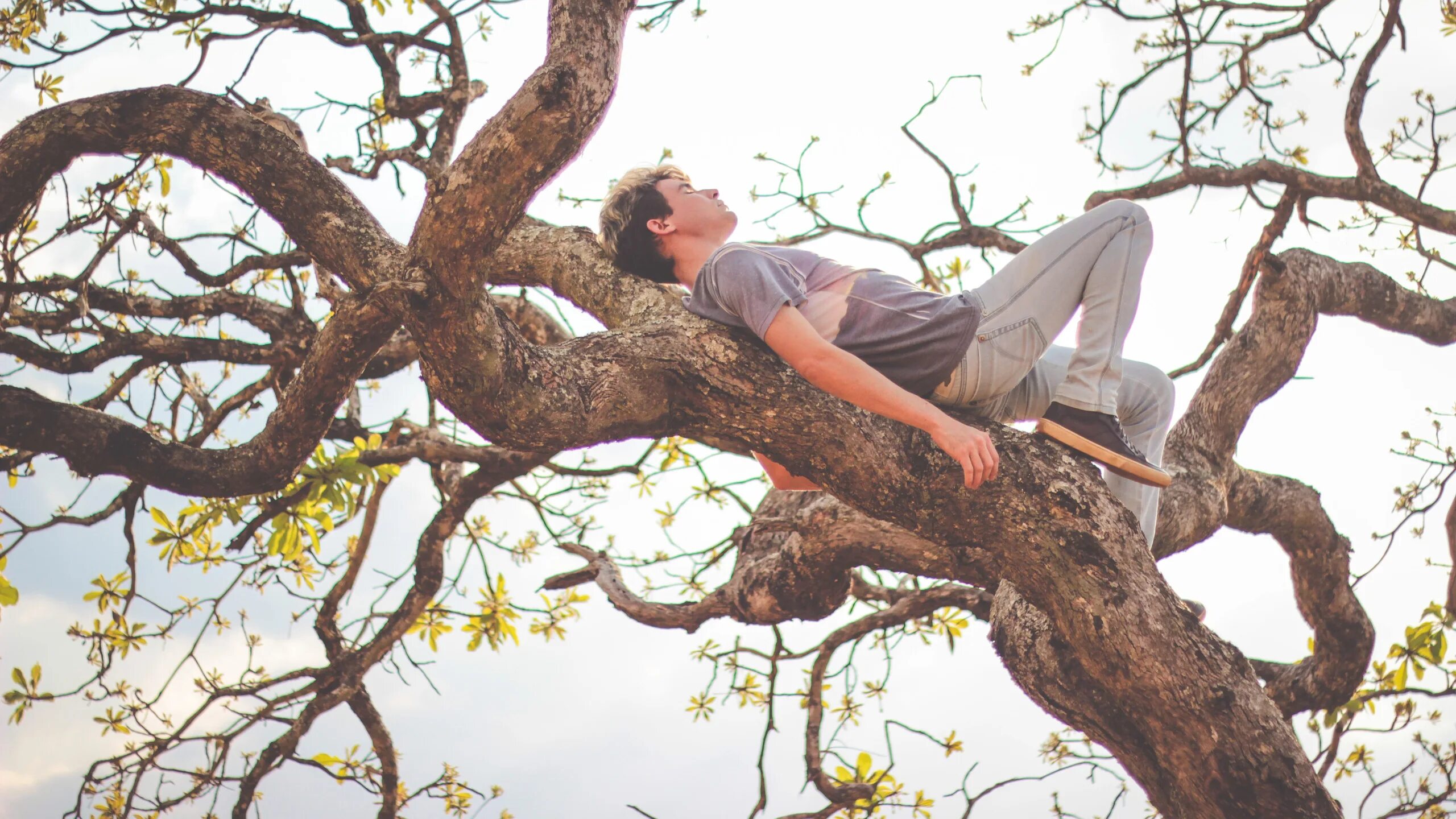 Help i m turning into a tree