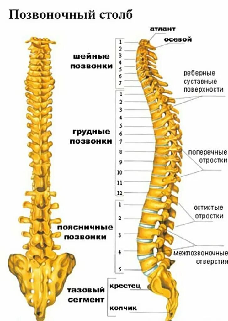 Позвоночное древо Атлет из Шоушенка Дзен